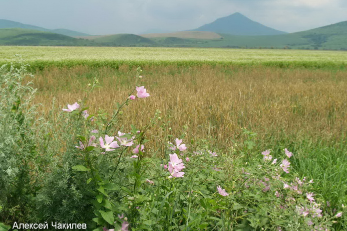 Подарки в аренду